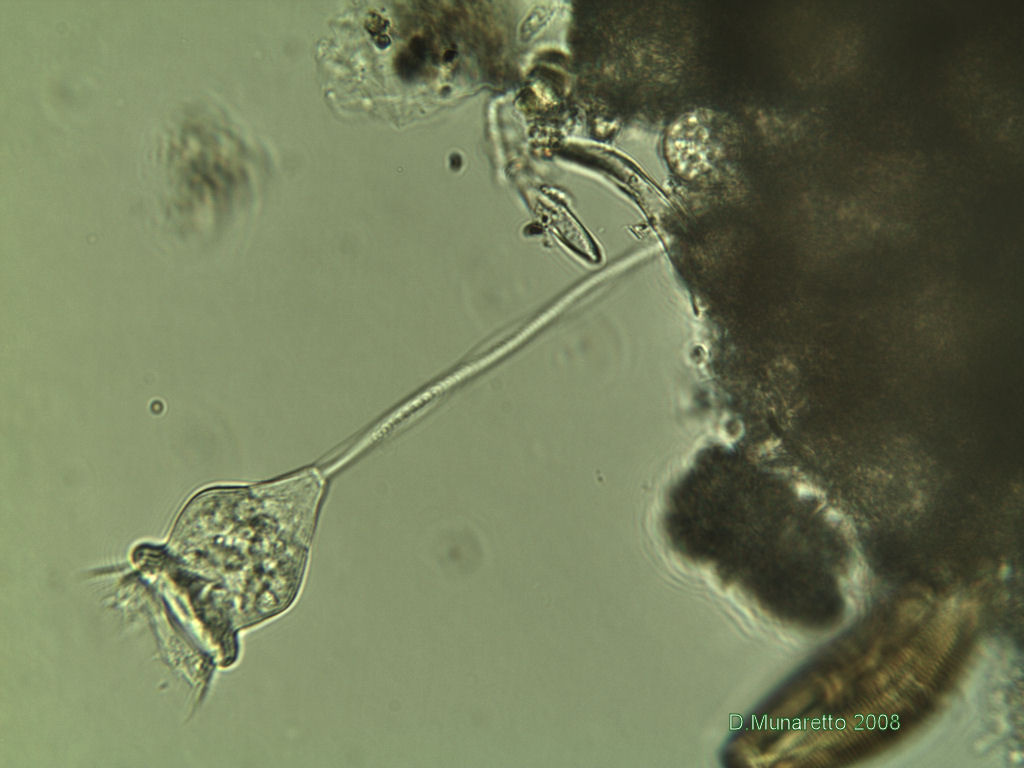 Vorticella sp.